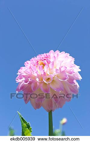 Stock Photo - Dahlia. Fotosearch