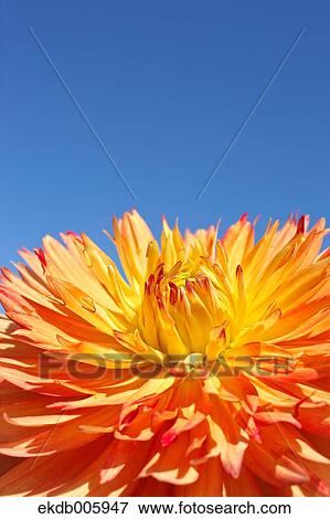 Dahlia View Large Photo Image Stock Photo - Dahlia. Fotosearch