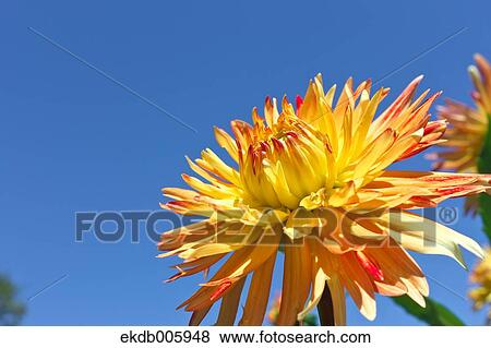 Dahlia View Large Photo Image Stock Photo - Dahlia. Fotosearch