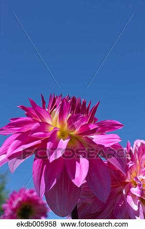 Dahlia View Large Photo Image Stock Photo - Dahlia. Fotosearch