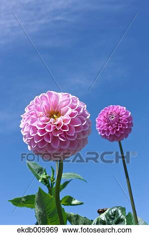 Dahlia View Large Photo Image Stock Photo - Dahlia. Fotosearch