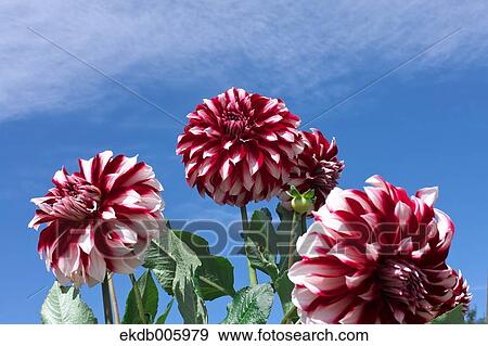 Stock Photo - Dahlia. Fotosearch