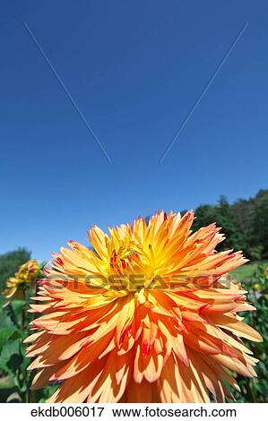 Stock Photo - Dahlia. Fotosearch
