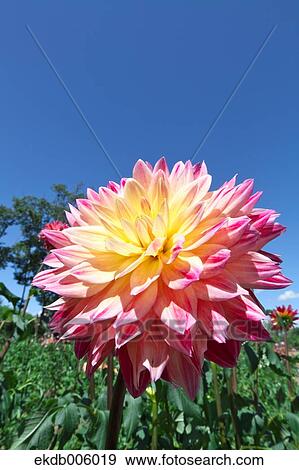 Dahlia View Large Photo Image Stock Photo - Dahlia. Fotosearch