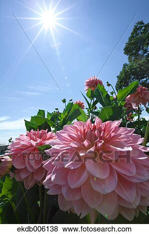 Stock Photo - Dahlia. Fotosearch