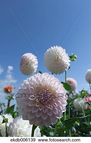 Dahlia View Large Photo Image Stock Photo - Dahlia. Fotosearch