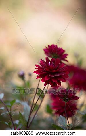 Dahlia View Large Photo Image Stock Photo - Dahlia. Fotosearch