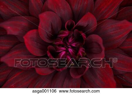 Dahlia View Large Photo Image Stock Photograph - Dahlia. Fotosearch