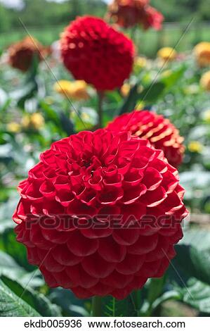 Stock Photograph - Dahlia. Fotosearch