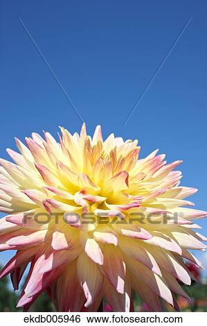 Dahlia View Large Photo Image Stock Photograph - Dahlia. Fotosearch