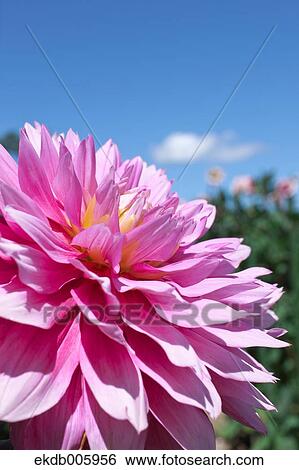 Dahlia View Large Photo Image Stock Photograph - Dahlia. Fotosearch