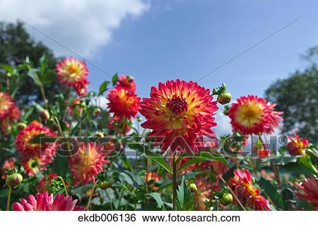 Stock Photograph - Dahlia. Fotosearch