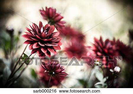 Dahlia View Large Photo Image Stock Photograph - Dahlia. Fotosearch