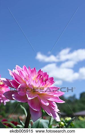 Dahlia View Large Photo Image Stock Photography - Dahlia. Fotosearch
