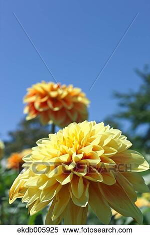 Stock Photography - Dahlia. Fotosearch