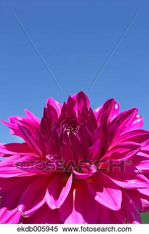 Dahlia View Large Photo Image Stock Photography - Dahlia. Fotosearch
