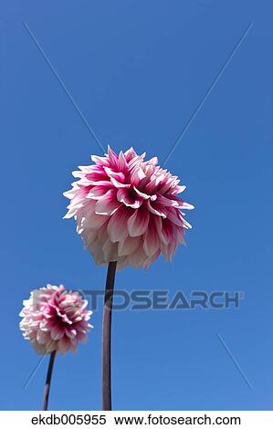 Dahlia View Large Photo Image Stock Photography - Dahlia. Fotosearch
