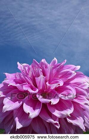 Stock Photography - Dahlia. Fotosearch