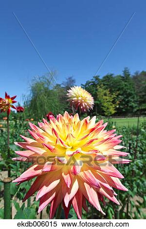 Dahlia View Large Photo Image Stock Photography - Dahlia. Fotosearch