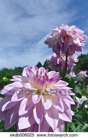 Dahlia View Large Photo Image Stock Photography - Dahlia. Fotosearch