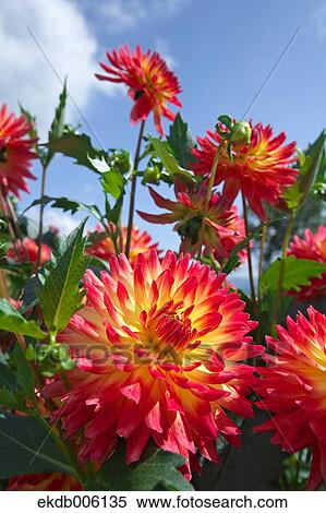 Dahlia View Large Photo Image Stock Photography - Dahlia. Fotosearch