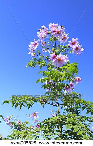 Stock Photography - Dahlia. Fotosearch