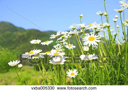 Daisy Field View Large Photo Image Stock Image - Daisy Field. Fotosearch