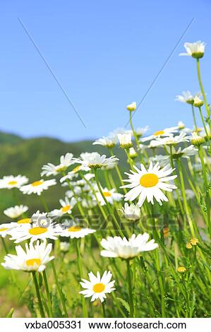 Daisy Field View Large Photo Image Stock Image - Daisy Field. Fotosearch