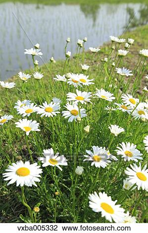 Daisy Field View Large Photo Image Stock Image - Daisy Field. Fotosearch