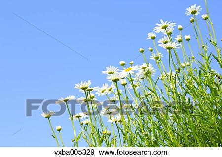 Daisy Field View Large Photo Image Stock Photo - Daisy Field. Fotosearch