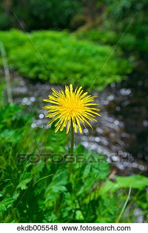 Dandelion View Large Photo Image Stock Photo - Dandelion. Fotosearch