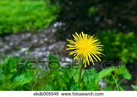 Dandelion View Large Photo Image Stock Photo - Dandelion. Fotosearch