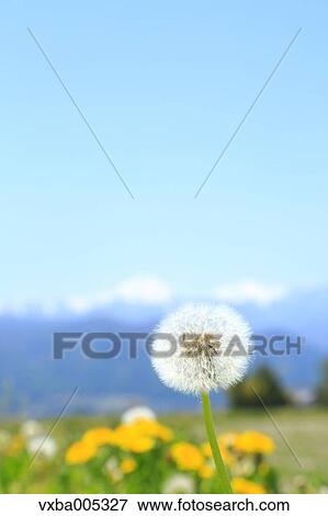 Stock Photo - Dandelion. Fotosearch