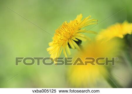 Dandelion View Large Photo Image Stock Photography - Dandelion. Fotosearch