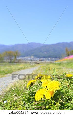 Dandelions View Large Photo Image Picture - Dandelions. Fotosearch