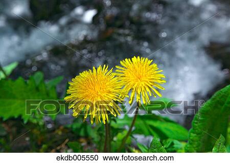 Dandelions View Large Photo Image Stock Image - Dandelions. Fotosearch