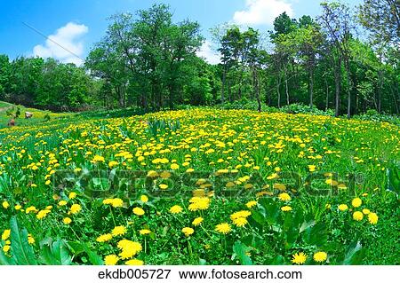 Dandelions View Large Photo Image Stock Photo - Dandelions. Fotosearch