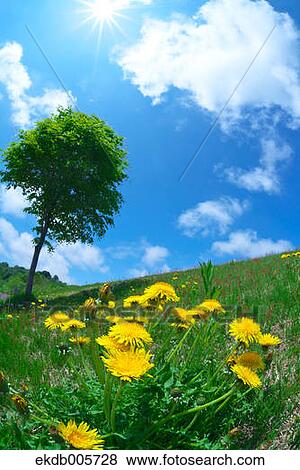 Dandelions View Large Photo Image Stock Photo - Dandelions. Fotosearch