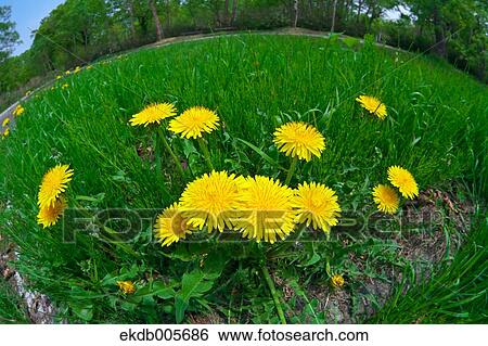 Dandelions View Large Photo Image Stock Photograph - Dandelions. Fotosearch