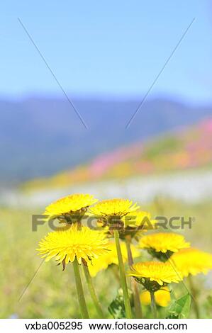 Dandelions View Large Photo Image Stock Photography - Dandelions. Fotosearch