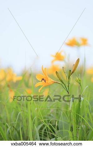 Daylily Field View Large Photo Image Picture - Daylily Field. Fotosearch