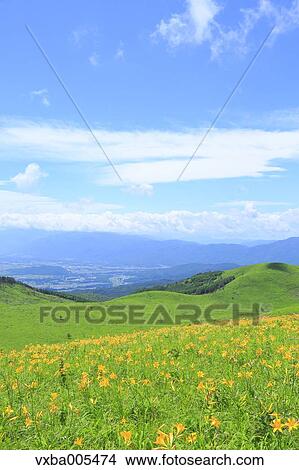 Daylily Field View Large Photo Image Picture - Daylily Field. Fotosearch