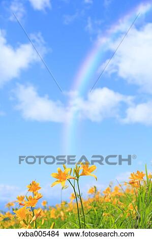 Daylily Field View Large Photo Image Picture - Daylily Field. Fotosearch