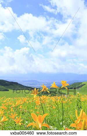 Daylily Field View Large Photo Image Stock Image - Daylily Field. Fotosearch
