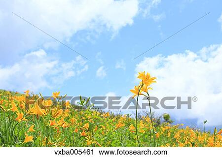 Stock Image - Daylily Field. Fotosearch