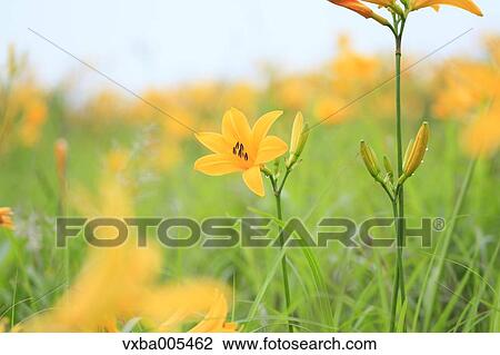 Daylily Field View Large Photo Image Stock Image - Daylily Field. Fotosearch