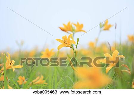 Daylily Field View Large Photo Image Stock Image - Daylily Field. Fotosearch