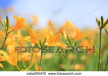 Daylily Field View Large Photo Image Stock Image - Daylily Field. Fotosearch