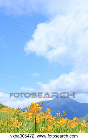Daylily Field View Large Photo Image Stock Image - Daylily Field. Fotosearch