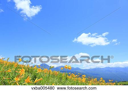 Daylily Field View Large Photo Image Stock Image - Daylily Field. Fotosearch